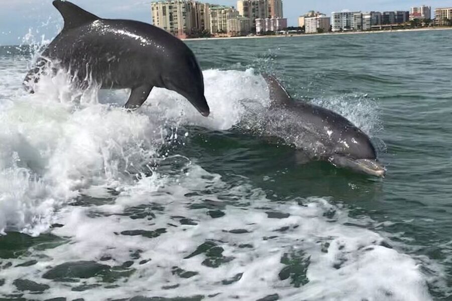 Best of Marco Dolphin Tour - First views of the Ten Thousand Islands