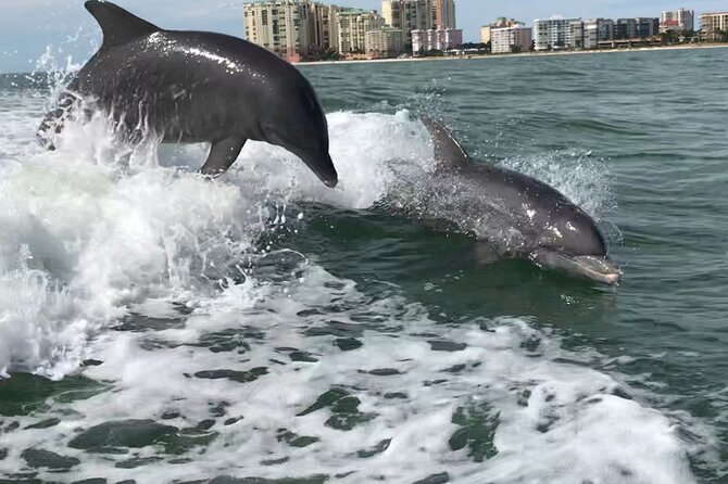 Best of Marco Island Dolphin Tour - Four details that shape the experience