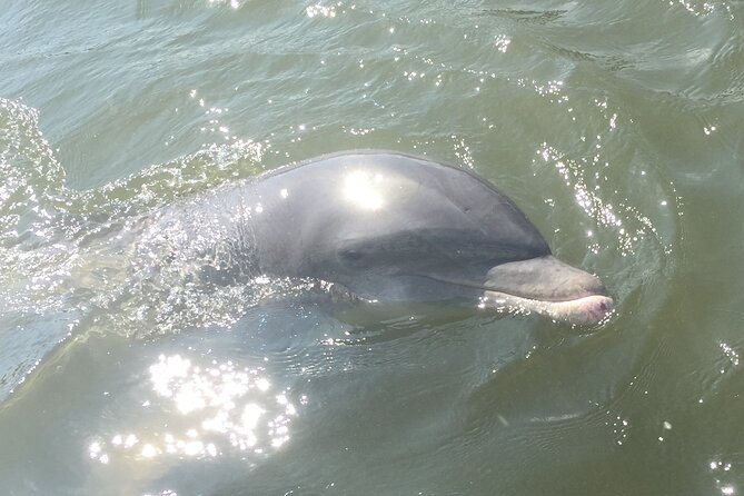 Best of Marco Island Dolphin Tour - Cape Romano depends on the weather