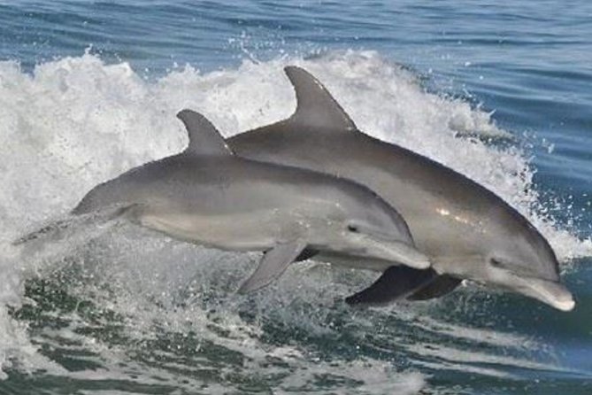 Big Fun Dolphin Cruise & Sealife Experiece ORANGE BEACH ALABAMA - Setting out from Bayou Road