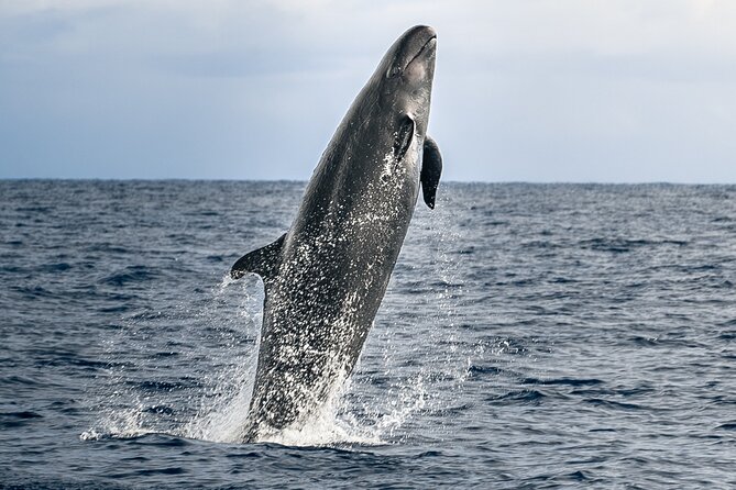 Big Island: Pelagic Whale Watch Tour - At a glance