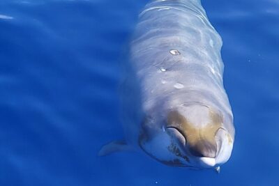 Pelagic Whale Watch Tour