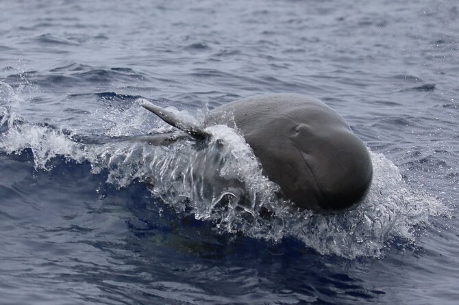 Big Island: Pelagic Whale Watch Tour - The naturalist makes the difference