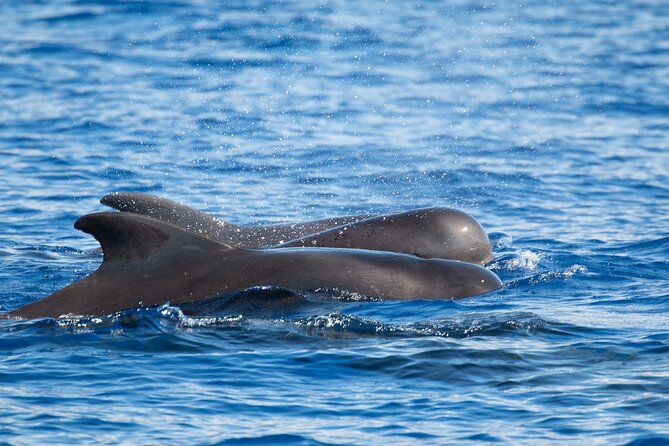 Big Island: Pelagic Whale Watch Tour - Who will enjoy this tour most?