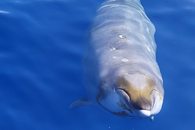 Big Island: Pelagic Whale Watch Tour - The near-shore zone: dolphins, humpbacks, rays, and flying fish