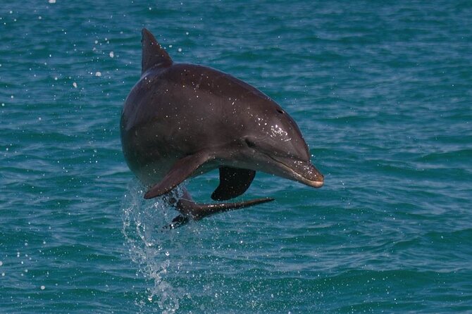Biologist Owned & Operated: Dolphin Watching & Guided Snorkeling - Quick take: what matters most