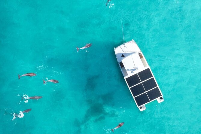 Biologist Owned & Operated: Dolphin Watching & Guided Snorkeling - Four hours on the water, with dolphins leading the way