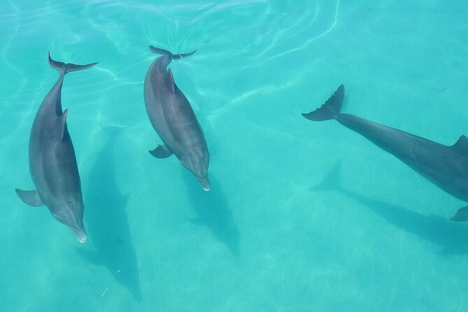 Biologist Owned & Operated: Dolphin Watching & Guided Snorkeling - Who should book this Key West trip?