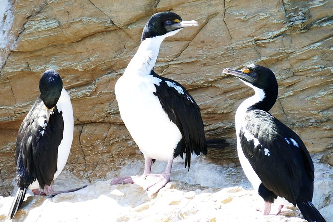 Bird Watching and Dolphin Eco-Tour to Blumine Island - Why Blumine Island is worth the boat trip