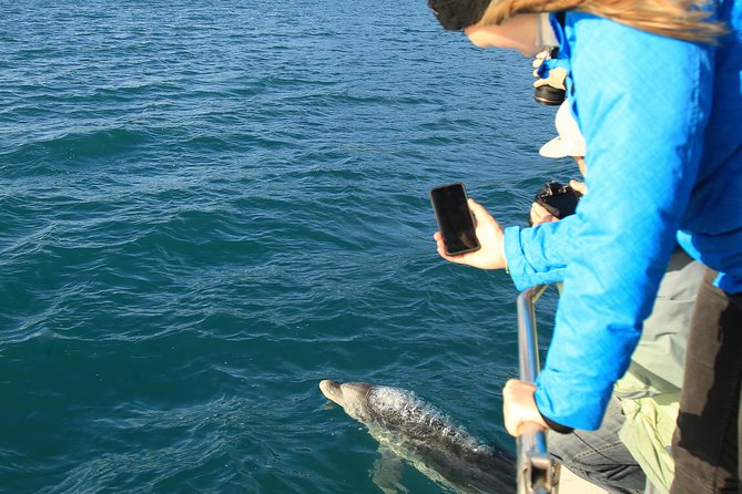 Bird Watching and Dolphin Eco-Tour to Blumine Island - Cruising Queen Charlotte Sound in search of wildlife