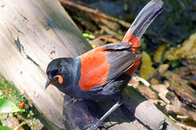 Bird Watching and Dolphin Eco-Tour to Blumine Island - Meeting the rare birds of Blumine Island