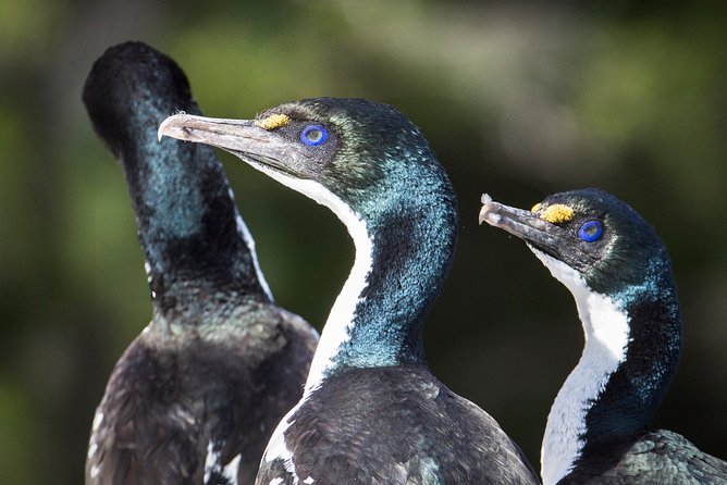 Bird Watching and Dolphin Eco-Tour to Blumine Island - Guides who add real value
