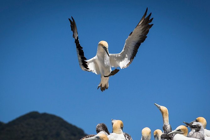 Bird Watching and Dolphin Eco-Tour to Blumine Island - What the three to four hours feel like