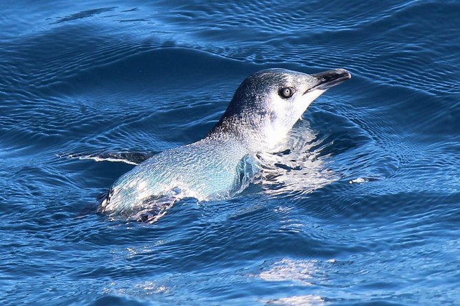 Bird Watching and Dolphin Eco-Tour to Blumine Island - Is €112.18 good value?