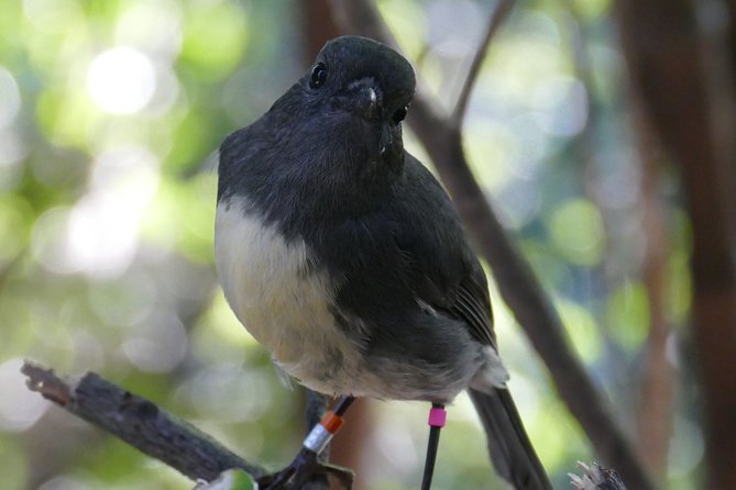 Bird Watching and Dolphin Eco-Tour to Blumine Island - Who will enjoy this eco-tour most?