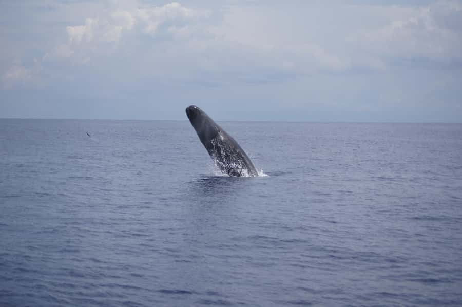 Black River: Dolphin Swim and Whale Watching by Speedboat - The trip in five useful points