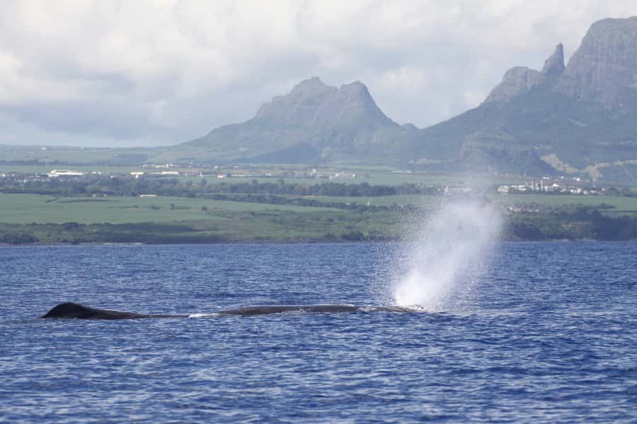 Black River: Dolphin Swim and Whale Watching by Speedboat - Setting out from Grande Riviere Noire
