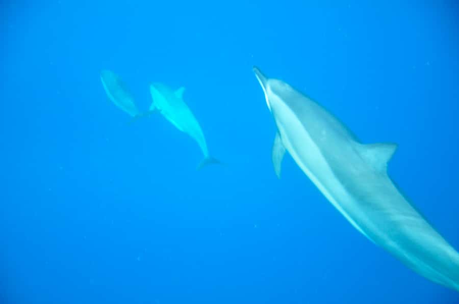 Black River: Dolphin Swim and Whale Watching by Speedboat - Swimming with spinner and bottlenose dolphins