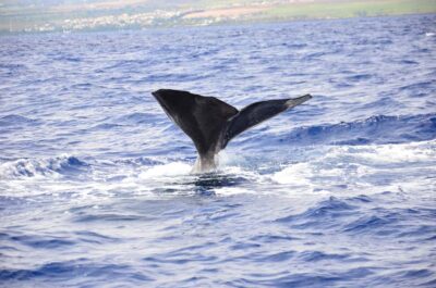 Black River: Dolphin Swim and Whale Watching by Speedboat