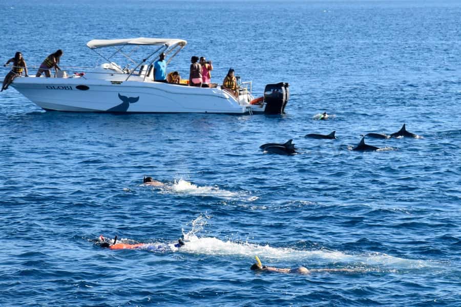 Black River: Dolphin Swim and Whale Watching by Speedboat - Finishing at the coral reef