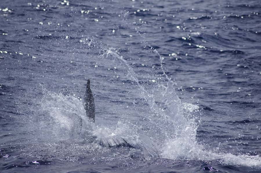 Black River: Dolphin Swim and Whale Watching by Speedboat - Is $129 a fair price?