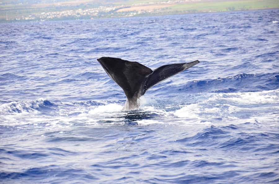 Black River: Dolphin Swim and Whale Watching by Speedboat - What the speedboat ride is really like