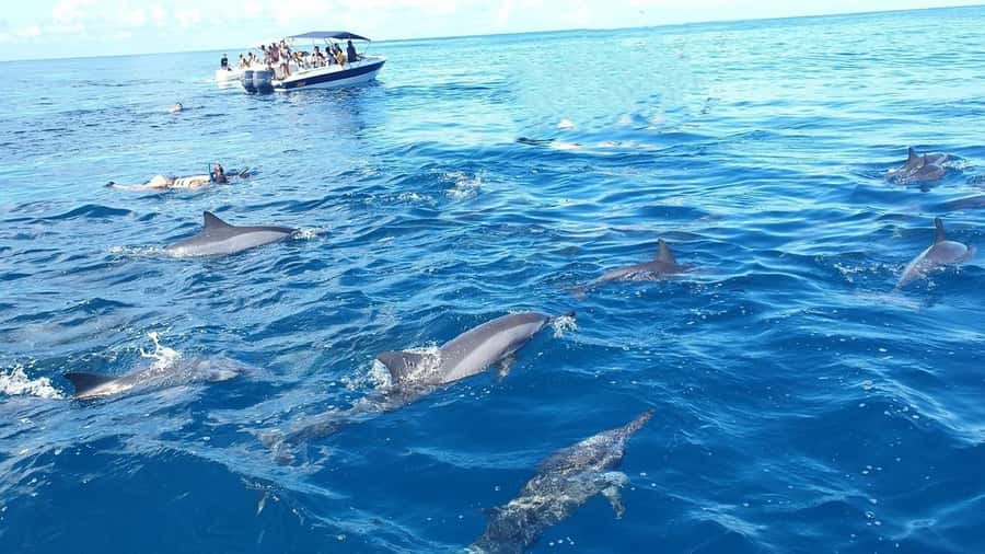Black River: Swim with Dolphin Speed Boat Tour with lunch - From Flic en Flac to the open lagoon