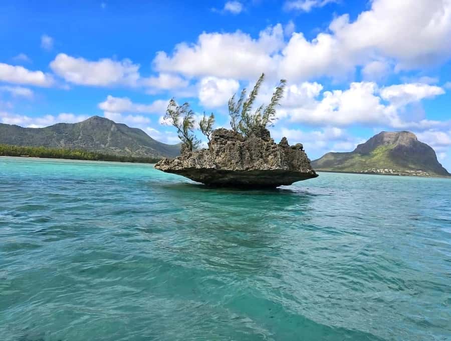 Black River: Swim with Dolphin Speed Boat Tour with lunch - Crystal Rock and the southwest lagoon