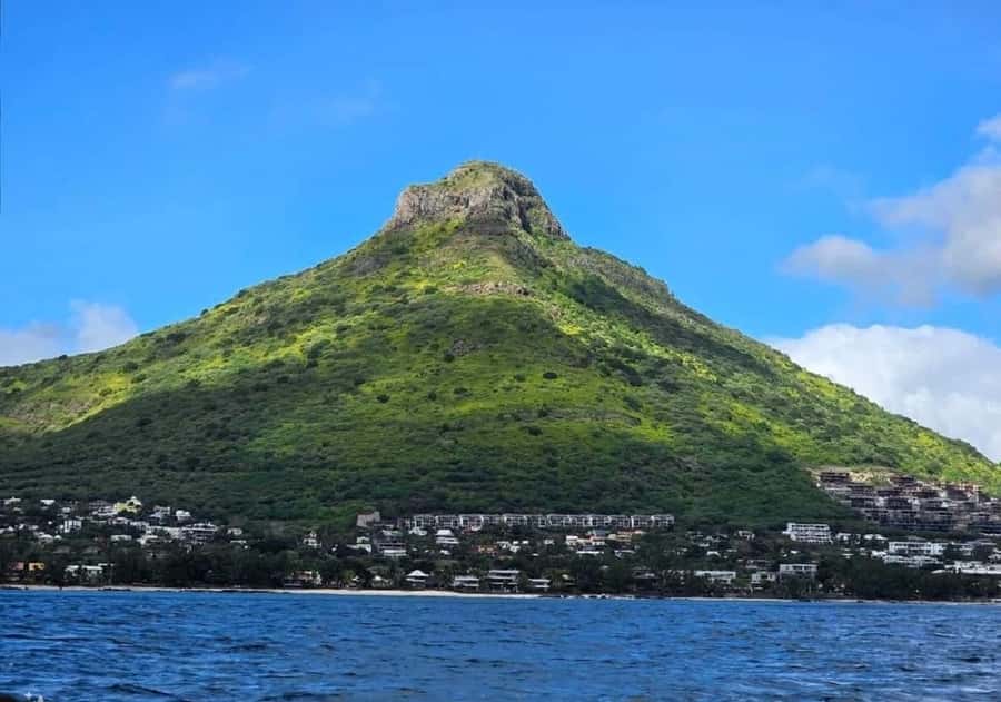 Black River: Swim with Dolphin Speed Boat Tour with lunch - How the timing affects your day