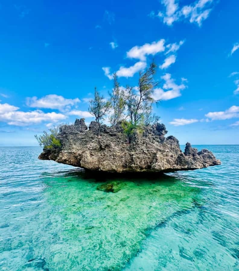 Black River: Swim with Dolphin Speed Boat Tour with lunch - What the $74 price really covers
