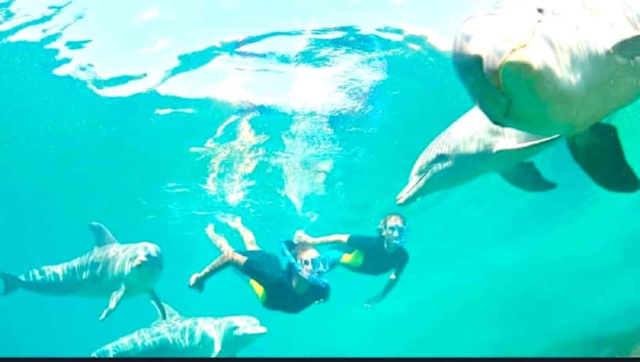 Black River: Swim with Dolphin Speed Boat Tour with lunch - Should you book the dolphin and Crystal Rock tour?