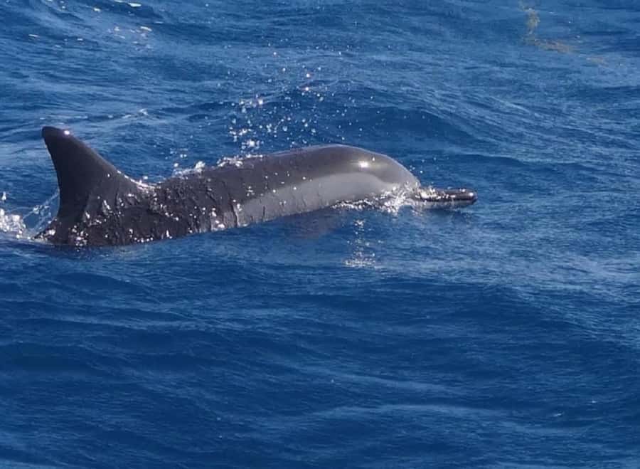Black River: Swim with Dolphin Speed Boat Tour with lunch - Finding dolphins without chasing them