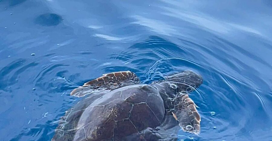 boat tour exploring and searching for dolphins in Acitrezza - Lachea Island and the Cyclops archipelago