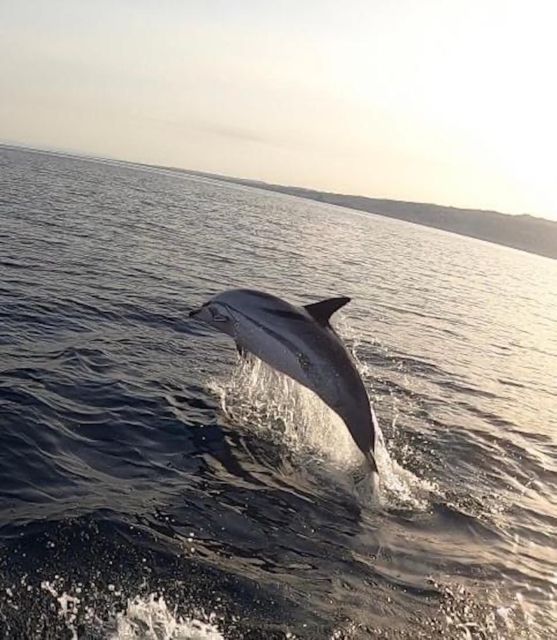 boat tour exploring and searching for dolphins in Acitrezza - The Faraglioni and the story of Polyphemus