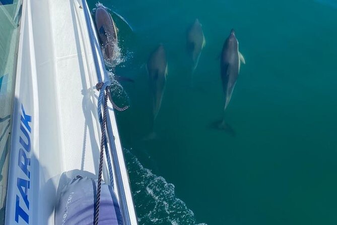Boat Tour : Observation of Dolphins and Nazareth Canyon - Dolphins are the unpredictable highlight
