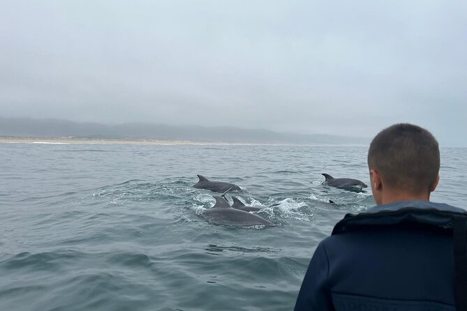 Boat Tour : Observation of Dolphins and Nazareth Canyon - Leaving from Clube Naval da Nazaré