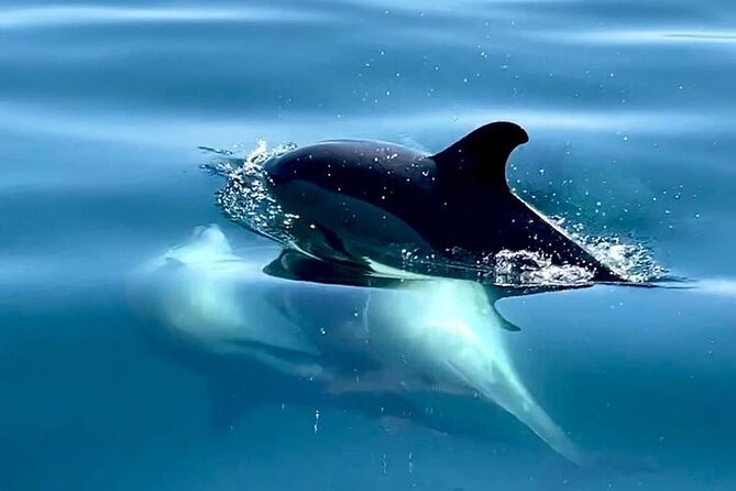 Boat Trip for Dolphin Watching along the Arrabida Coast and Sesimbra - Searching for Dolphins Off the Arrabida Coast