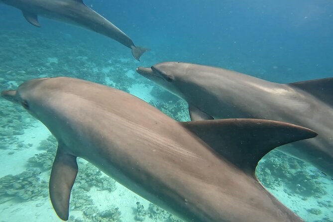 Boat Trip to Dolphin House Guided Swimming with Lunch in Hurghada - Key points to know before booking