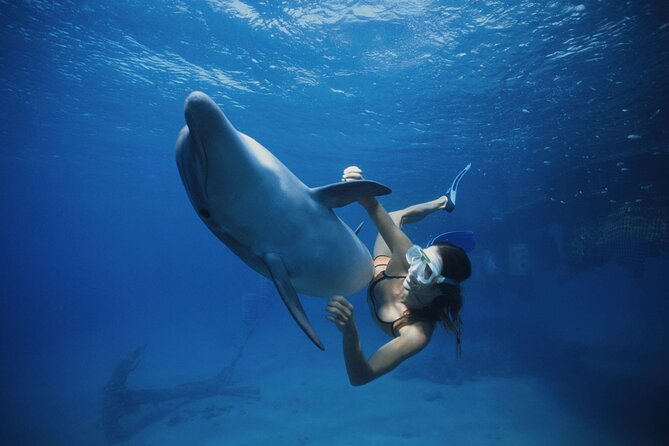 Boat Trip to Dolphin House Guided Swimming with Lunch in Hurghada - Starting at 8:00 am with hotel pickup