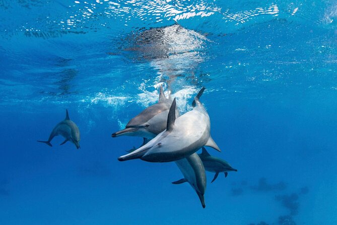 Boat Trip to Dolphin House Guided Swimming with Lunch in Hurghada - Two snorkeling stops beyond the dolphin search