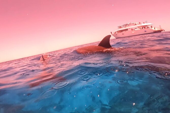 Boat Trip to Dolphin House Guided Swimming with Lunch in Hurghada - Lunch, soft drinks, and a little extra food