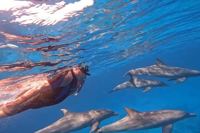 Boat Trip to Dolphin House Guided Swimming with Lunch in Hurghada - A guide-led day with Mahmoud
