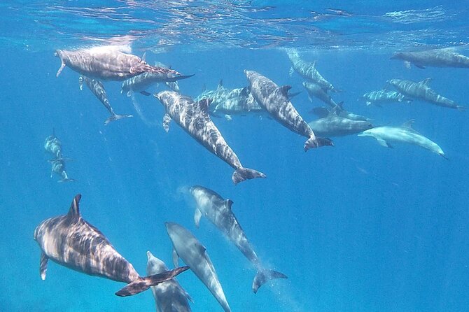 Boat Trip to Dolphin House Guided Swimming with Lunch in Hurghada - The real value at $18 per person