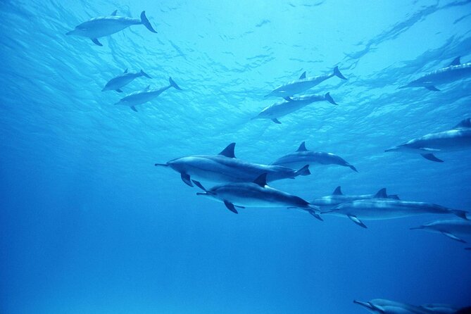Boat Trip to Dolphin House Guided Swimming with Lunch in Hurghada - Reaching Dolphin House by boat