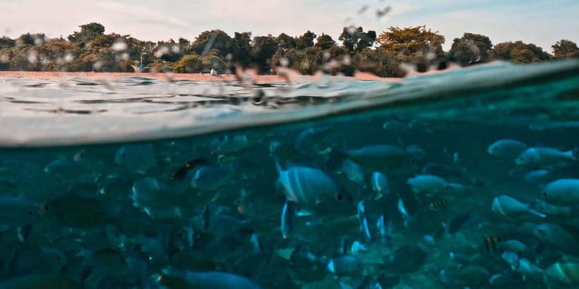 Bohol Dolphin Watching, Balicasag, and Virgin Island Tour - Key things to know before booking