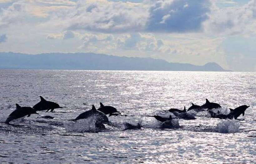 Bohol: Dolphin Watching & Sea Turtle Swim Island Tour - Sunrise dolphin watching along the Panglao coast