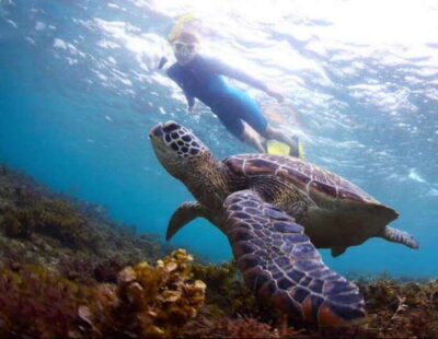 Bohol: Dolphin Watching & Sea Turtle Swim Island Tour