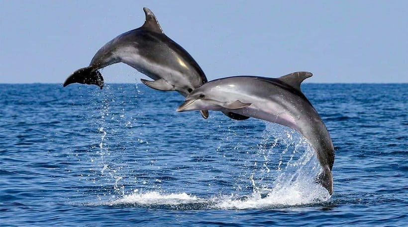 Bohol: Dolphin Watching & Sea Turtle Swim Island Tour - What swimming with the turtles is really like