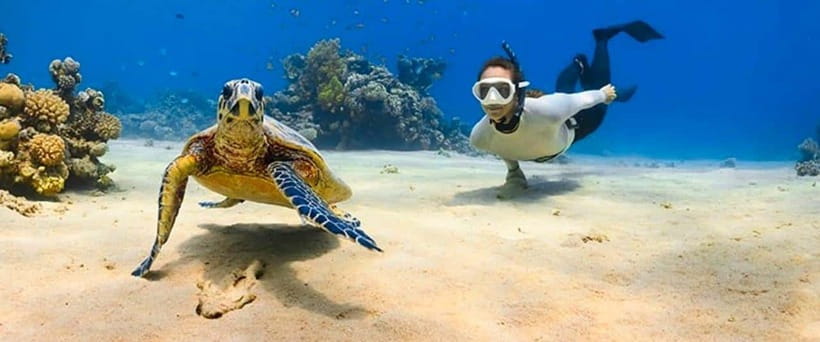 Bohol: Dolphin Watching & Sea Turtle Swim Island Tour - Reef snorkeling, clear water, and the crowd problem