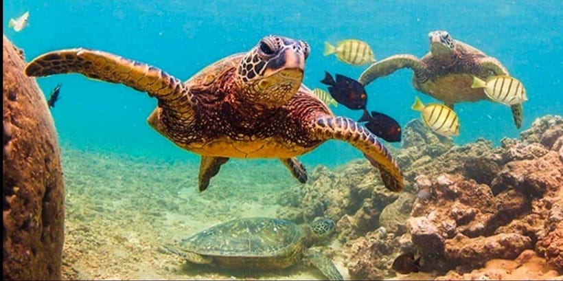 Bohol: Dolphin Watching & Sea Turtle Swim Island Tour - Guides, boat crews, and how the day is run